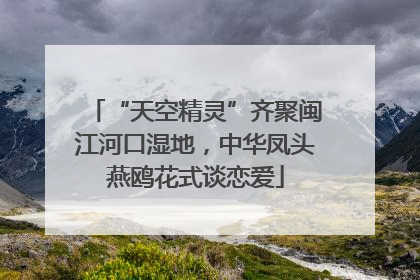 “天空精灵”齐聚闽江河口湿地，中华凤头燕鸥花式谈恋爱