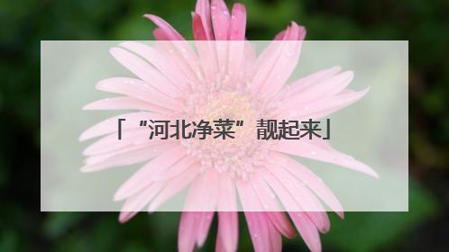 “河北净菜”靓起来