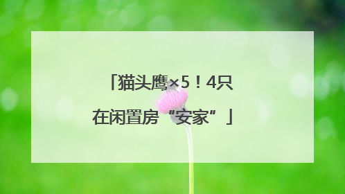 猫头鹰×5！4只在闲置房“安家”