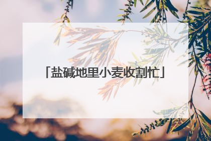 盐碱地里小麦收割忙