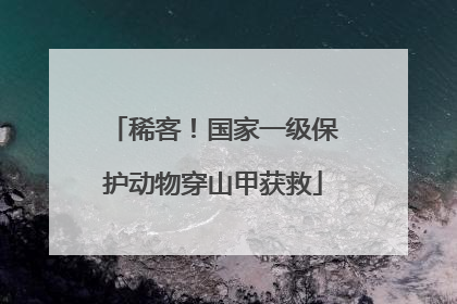 稀客！国家一级保护动物穿山甲获救