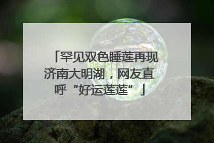 罕见双色睡莲再现济南大明湖，网友直呼“好运莲莲”