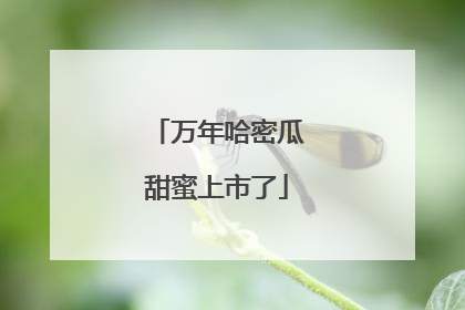 万年哈密瓜甜蜜上市了