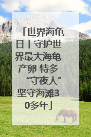 世界海龟日丨守护世界最大海龟产卵 特多“守夜人”坚守海滩30多年