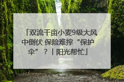双流千亩小麦9级大风中倒伏 保险难撑“保护伞”？丨阳光帮忙