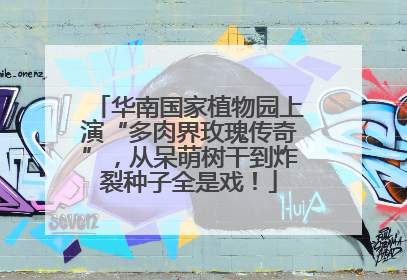 华南国家植物园上演“多肉界玫瑰传奇”，从呆萌树干到炸裂种子全是戏！