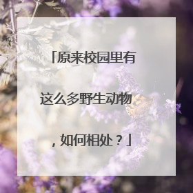 原来校园里有这么多野生动物，如何相处？