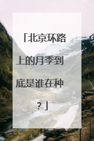 北京环路上的月季到底是谁在种？