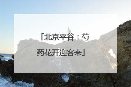 北京平谷：芍药花开迎客来