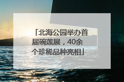 北海公园举办首届碗莲展，40余个珍稀品种亮相
