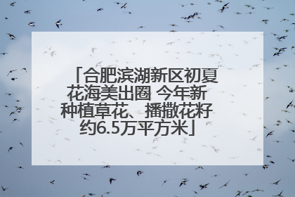 合肥滨湖新区初夏花海美出圈 今年新种植草花、播撒花籽约6.5万平方米