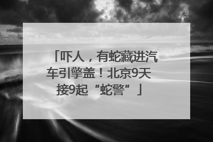 吓人，有蛇藏进汽车引擎盖！北京9天接9起“蛇警”