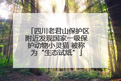 四川老君山保护区附近发现国家一级保护动物小灵猫 被称为“生态试纸”
