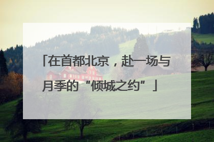 在首都北京，赴一场与月季的“倾城之约”