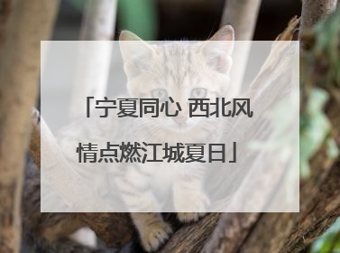 宁夏同心 西北风情点燃江城夏日