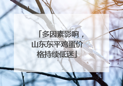 多因素影响，山东东平鸡蛋价格持续低迷