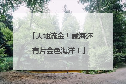 大地流金！威海还有片金色海洋！
