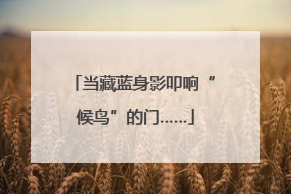 当藏蓝身影叩响“候鸟”的门……