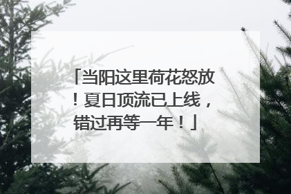当阳这里荷花怒放！夏日顶流已上线，错过再等一年！