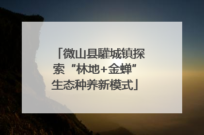 微山县驩城镇探索“林地+金蝉”生态种养新模式