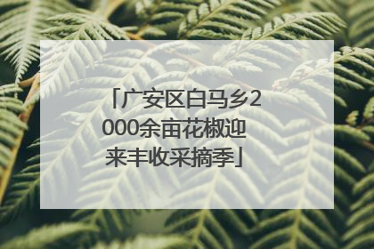 广安区白马乡2000余亩花椒迎来丰收采摘季