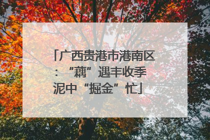 广西贵港市港南区：“藕”遇丰收季 泥中“掘金”忙