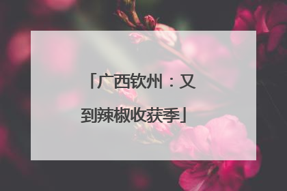 广西钦州：又到辣椒收获季