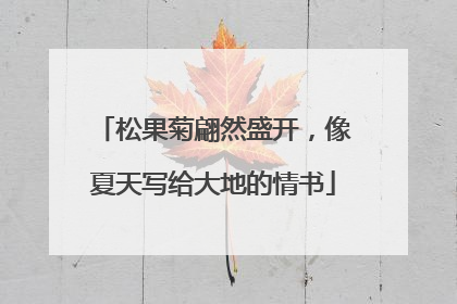 松果菊翩然盛开，像夏天写给大地的情书