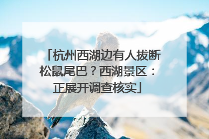 杭州西湖边有人拔断松鼠尾巴？西湖景区：正展开调查核实