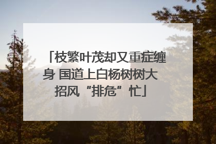 枝繁叶茂却又重症缠身 国道上白杨树树大招风“排危”忙