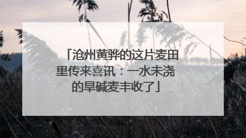 沧州黄骅的这片麦田里传来喜讯：一水未浇的旱碱麦丰收了