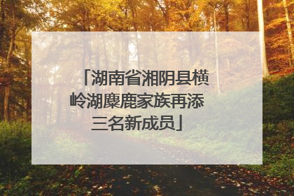 湖南省湘阴县横岭湖麋鹿家族再添三名新成员