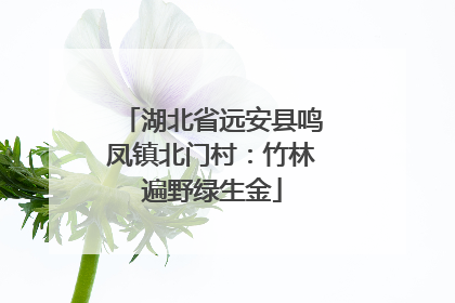 湖北省远安县鸣凤镇北门村：竹林遍野绿生金