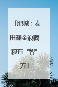 肥城：麦田翻金浪藏粮有“智”方