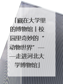藏在大学里的博物馆丨校园里奇妙的“动物世界”——走进河北大学博物馆