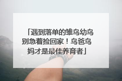 遇到落单的雏鸟幼鸟别急着捡回家！鸟爸鸟妈才是最佳养育者