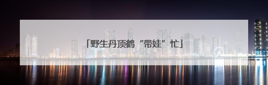 野生丹顶鹤“带娃”忙