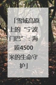 雪域高原上的“宁波门巴”：海拔4500米的生命守护