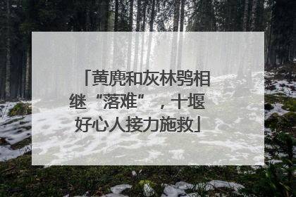 黄麂和灰林鸮相继“落难”，十堰好心人接力施救