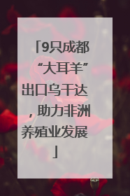 9只成都“大耳羊”出口乌干达，助力非洲养殖业发展